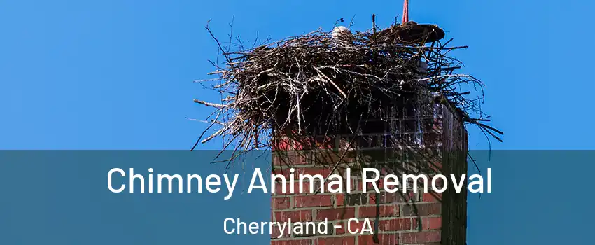 Chimney Animal Removal Cherryland - CA