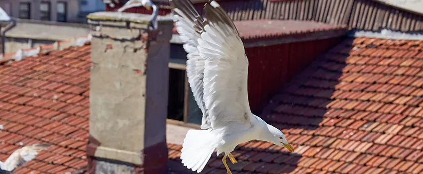 Residential Chimney Animal Removal Solution in Cherryland, CA