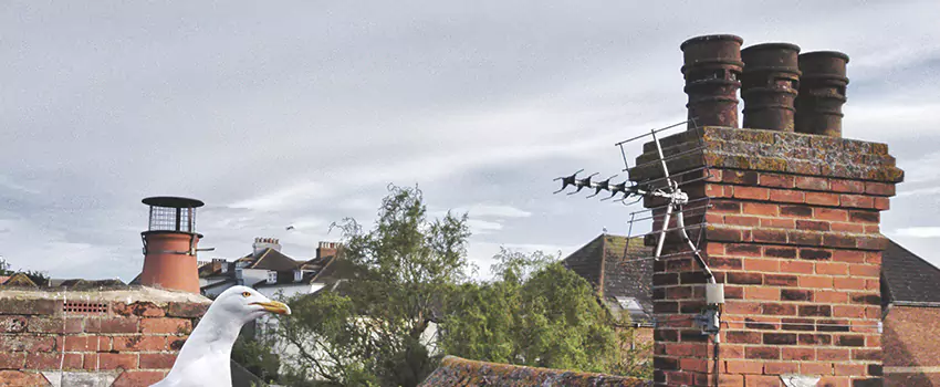 Chimney Cleaning And Restoration in Cherryland, California